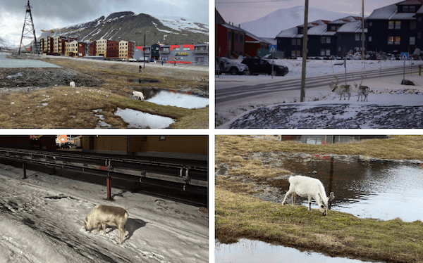 les animaux au Svalbard 