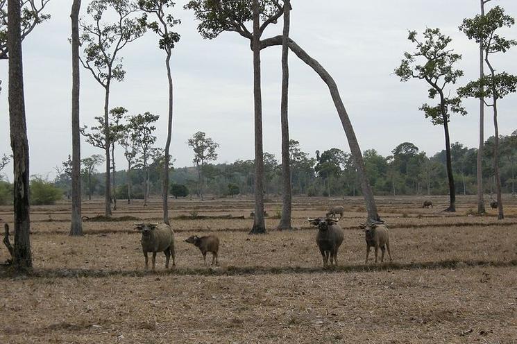 buffles du parc national de cat tien inscrit au patrimoine mondial de l'UNESCO