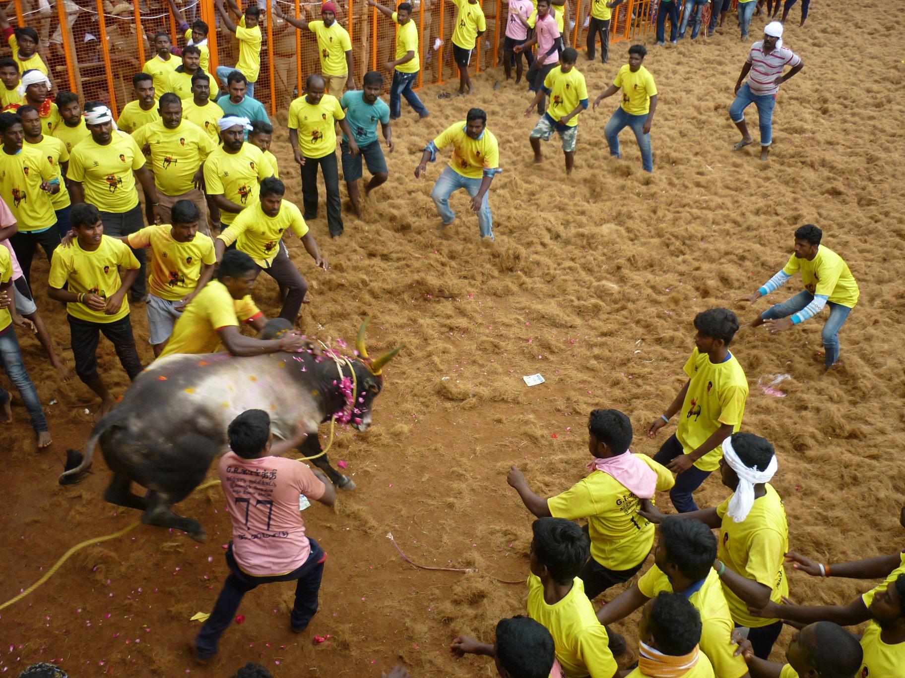 kollamedu jallikattu 2020 lâcher taureaux 