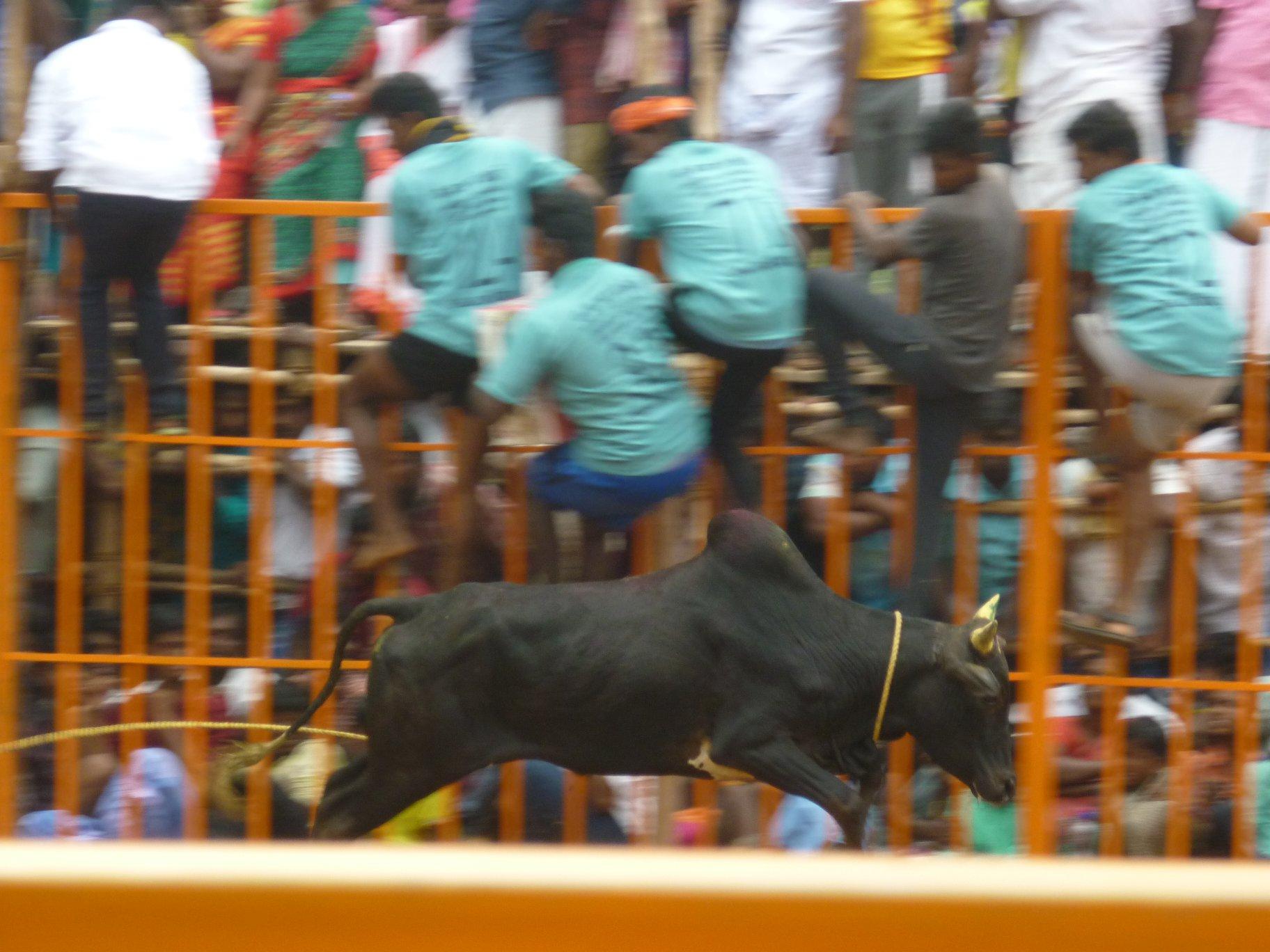 taureaux éviter jallikkattu accidents 