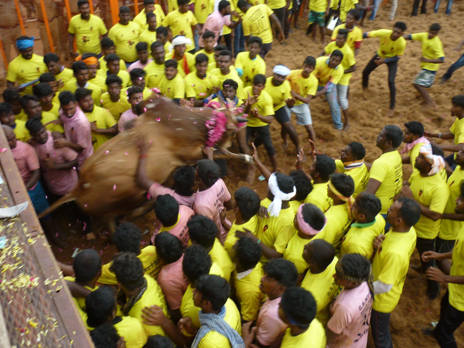 jallikattu sport taureaux tamil nadu kollamedu