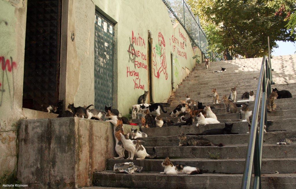 Chats d'Istanbul