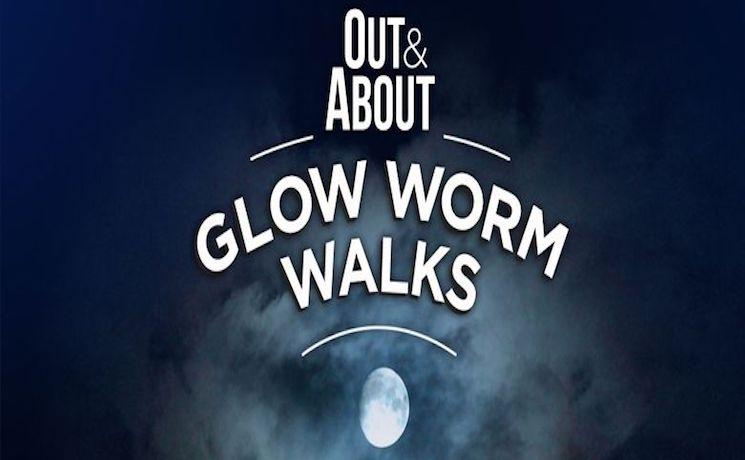 Glow Worm Walks Auckland New Zealand