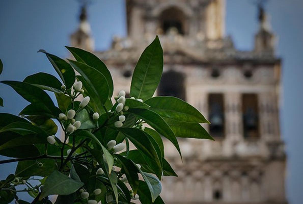 Sevilla Parfum Andalousie Azahar Bigarade