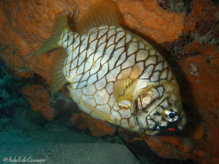 Abrolhos - Poisson ananas 