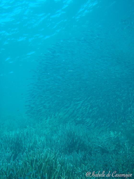 Abrolhos - Banc de poissons