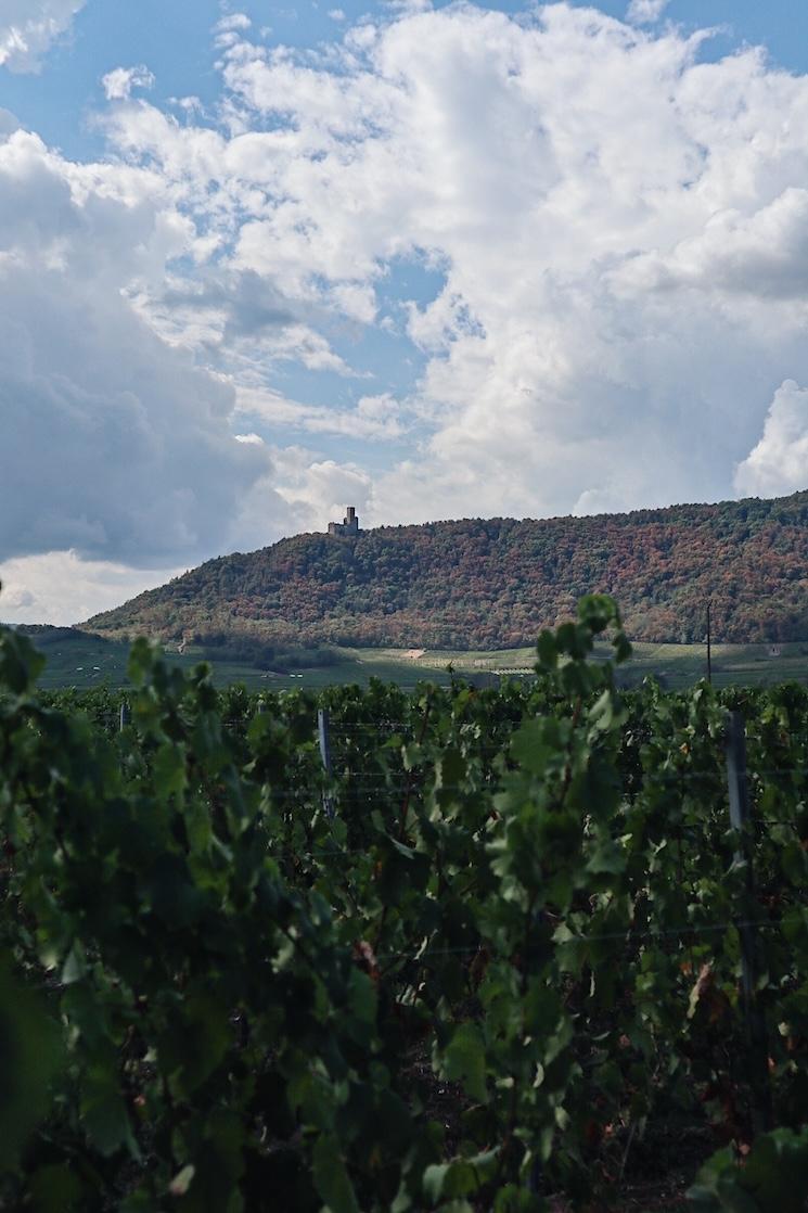 Vue depuis les vignes d’Achillée, producteur de vins bios à Scherwiller en Alsace