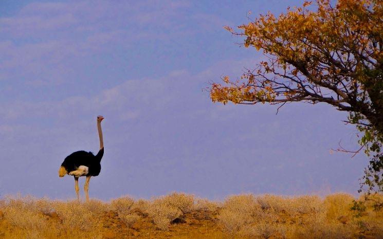 Extinction en masse des espèces en Afrique