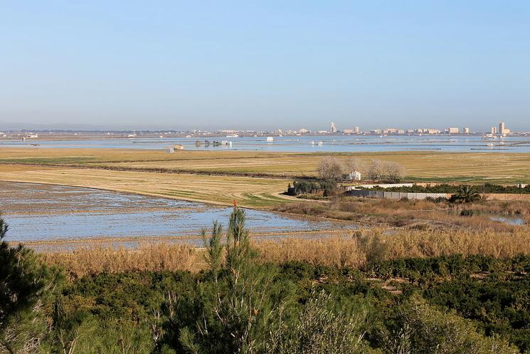 albufera-valencia-riz