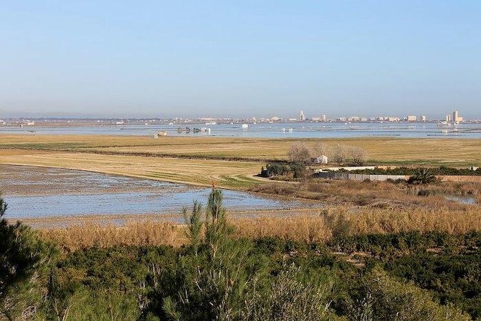 les rizières de l'albufera près de Valencia