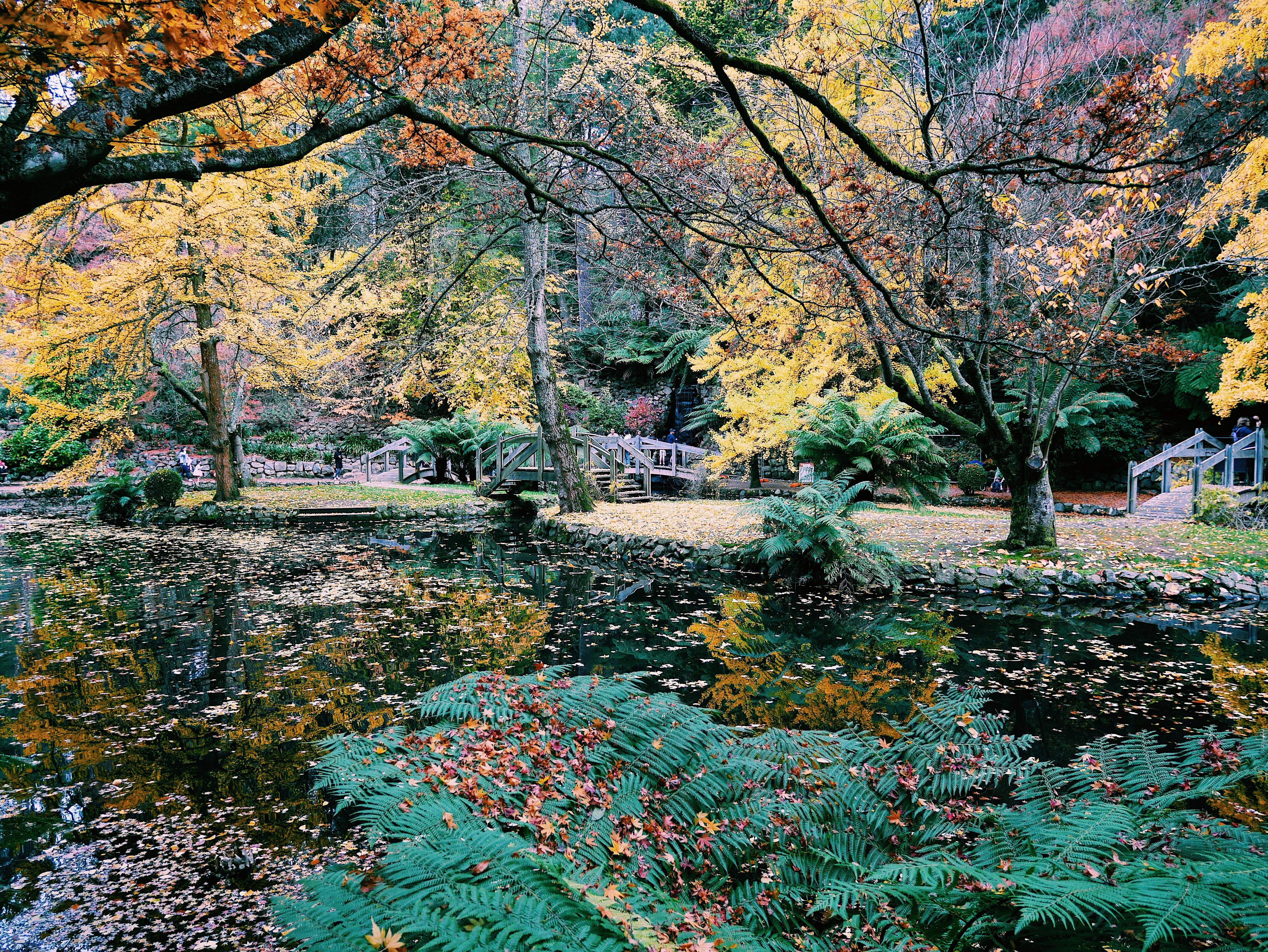 Dandenong ranges national park melbourne victoria