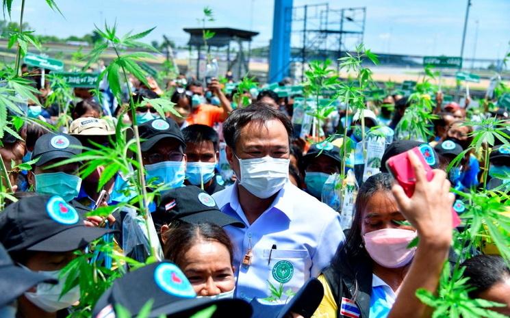 Le ministre thailandais de la sante Anutin Charnvirakul lors de la campagne de don de plants de cannabis