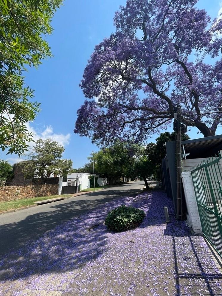 Rue d'un quartier de Johannesburg