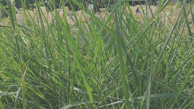 Australian native lemongrass