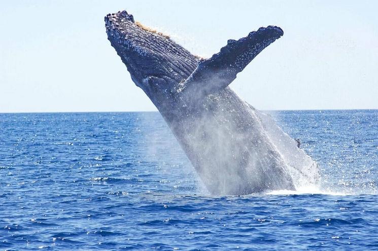 Baleine dans le pacifique , dans la région du Choco