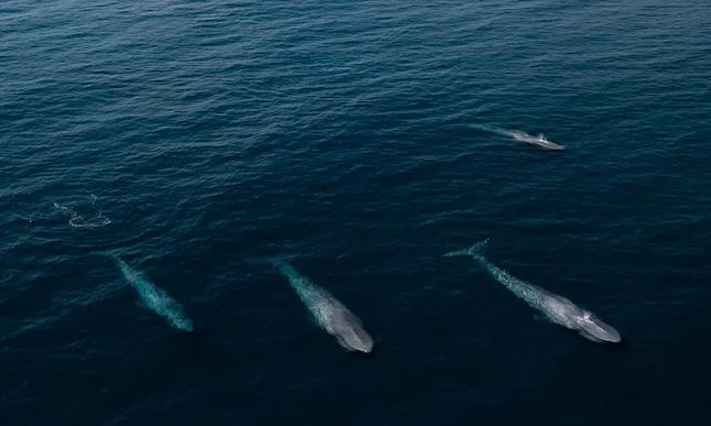 Baleines bleues