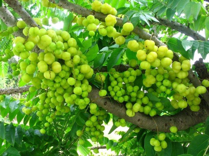 Branches d’un girembellier portant ses fruits (Photographie Abhishek Jacob at English Wikipedia