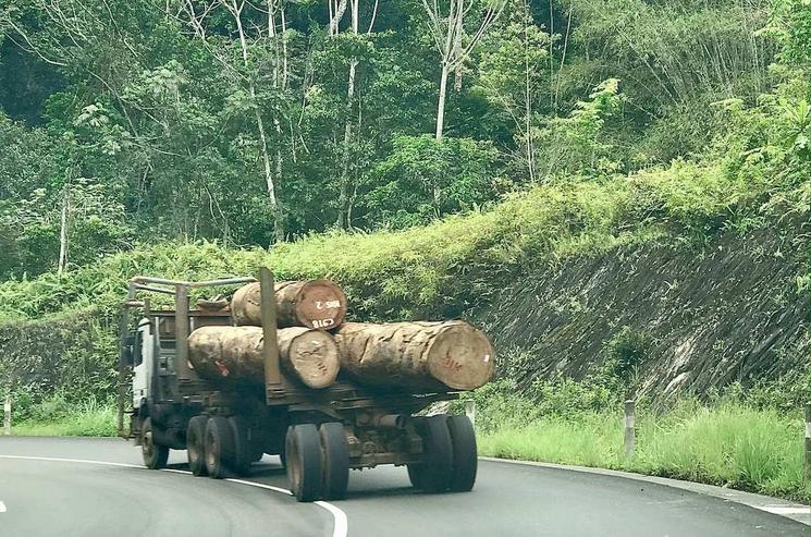 Un grumier transporte des troncs d'arbres gigantesques vers Pointe Noire