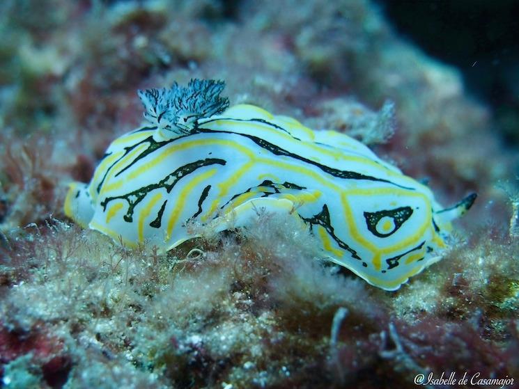 Bremer bay - Nudibranche: Halgerda