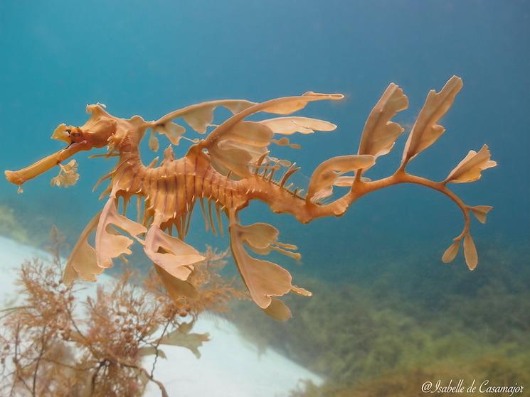 Bremer bay - Dragon des mers feuillus