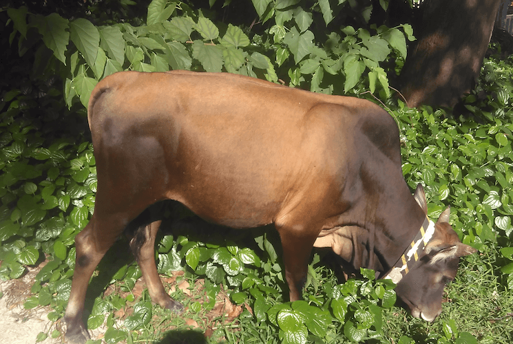 Buffle animaux Hong Kong