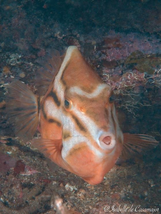 Busselton - Poisson coffre