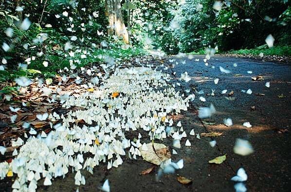 les milliers de papillons de Cúc Phương National Park