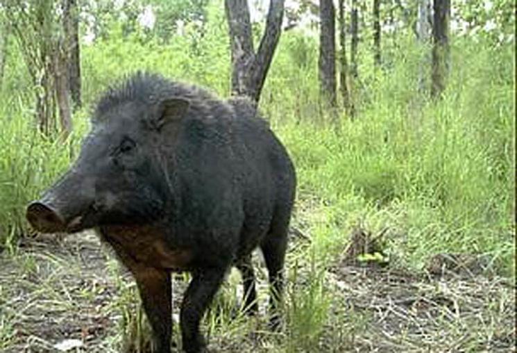 Sanglier Cambodge