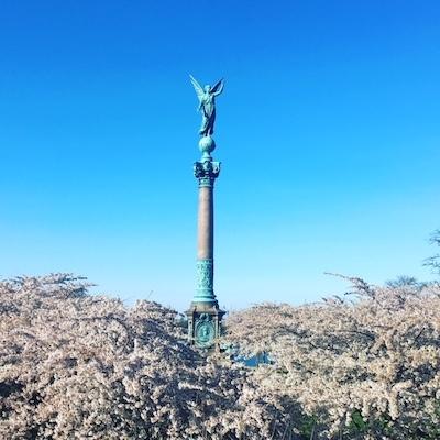 Les cerisiers en fleurs de Langelinie et la sculpture de l'ange 