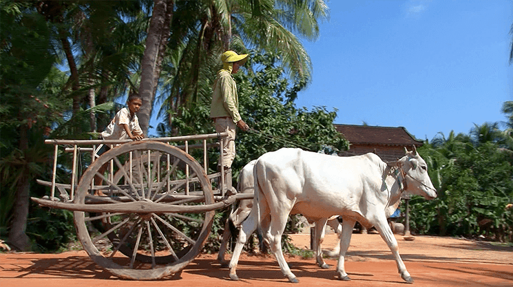 Charette à Boeuf Siem Reap