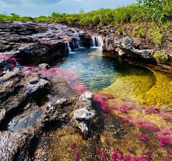 Cano Cristales et ses algues roses