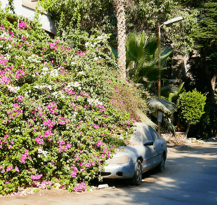 quartiers Le Caire Maadi