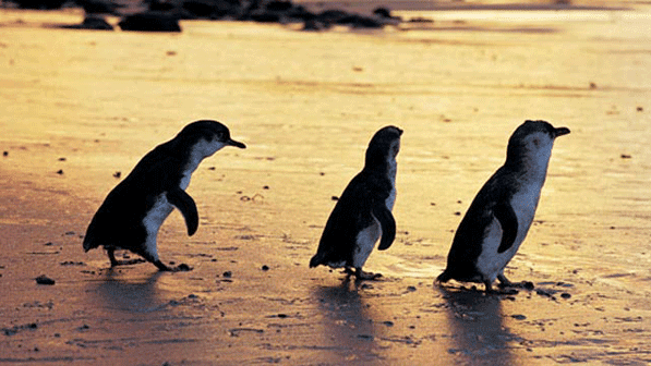 Penguin Island 