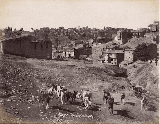 chien Istanbul histoire