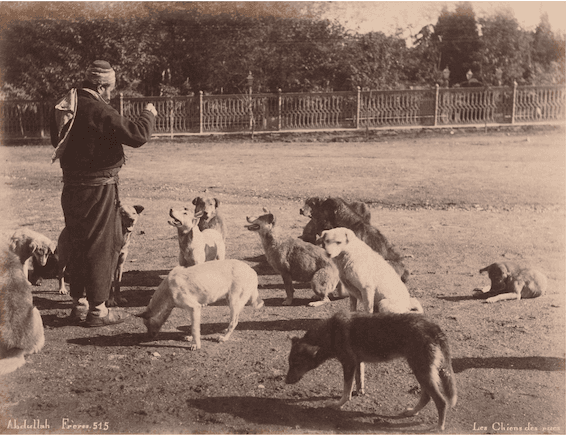 chien Istanbul histoire