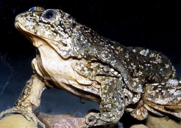 grenouille géante titicaca pérou Telmatobius culeus