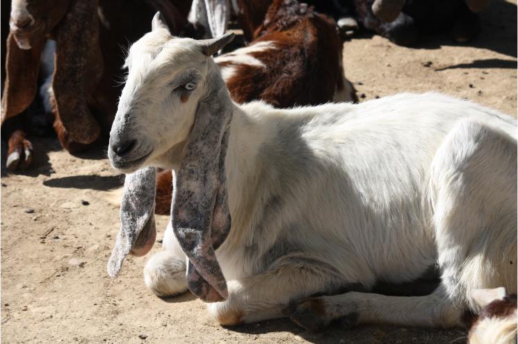 Chèvre pour l'Aïd El Kabir à Mumbai en Inde