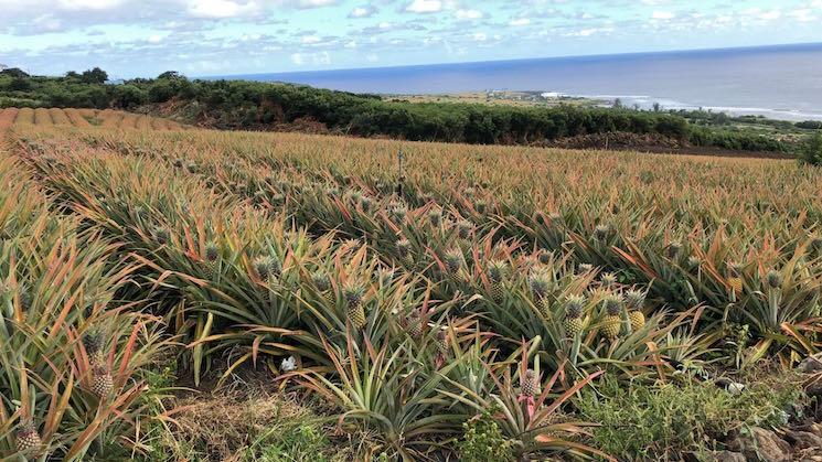 Champs d'ananas la reunion What'sIn Hong Kong