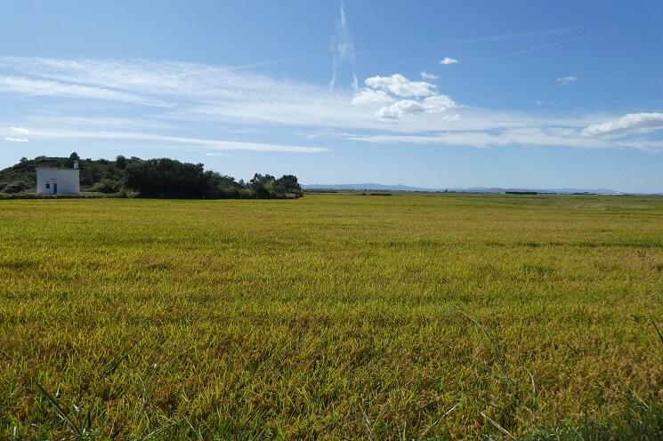 Un champ de riz à proximité de Valencia