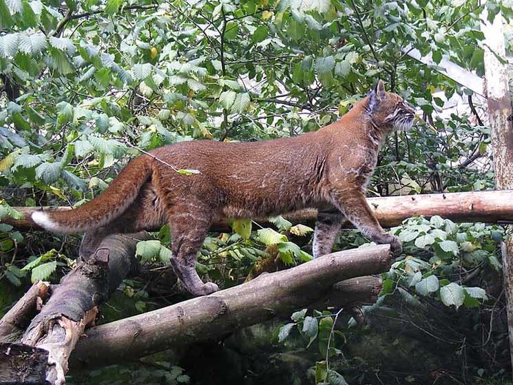 Chat de Termminck au zoo d'Edimbourg.