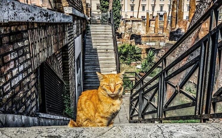 chat sur les marches de torre argentina