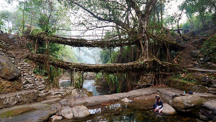 cherapunje india inde pont racines