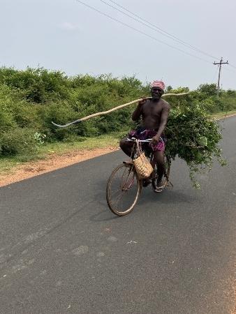 Un homme à vèlo transportant des branchages dans le Chettinad