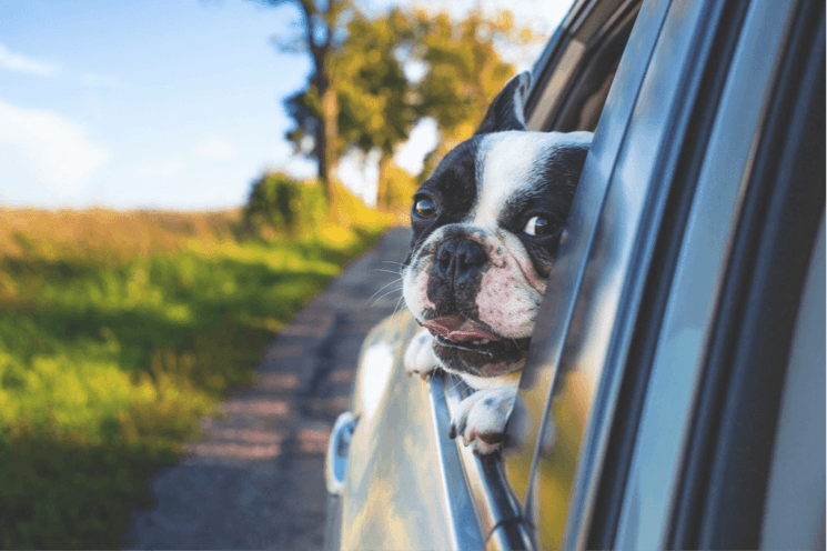 Chien dans une voiture 