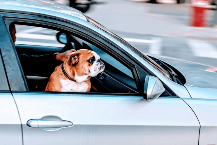 Chien dans une voiture 