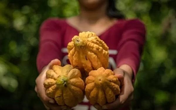 Le Pérou, pays le plus récompensé au concours international du chocolat AVPA Paris