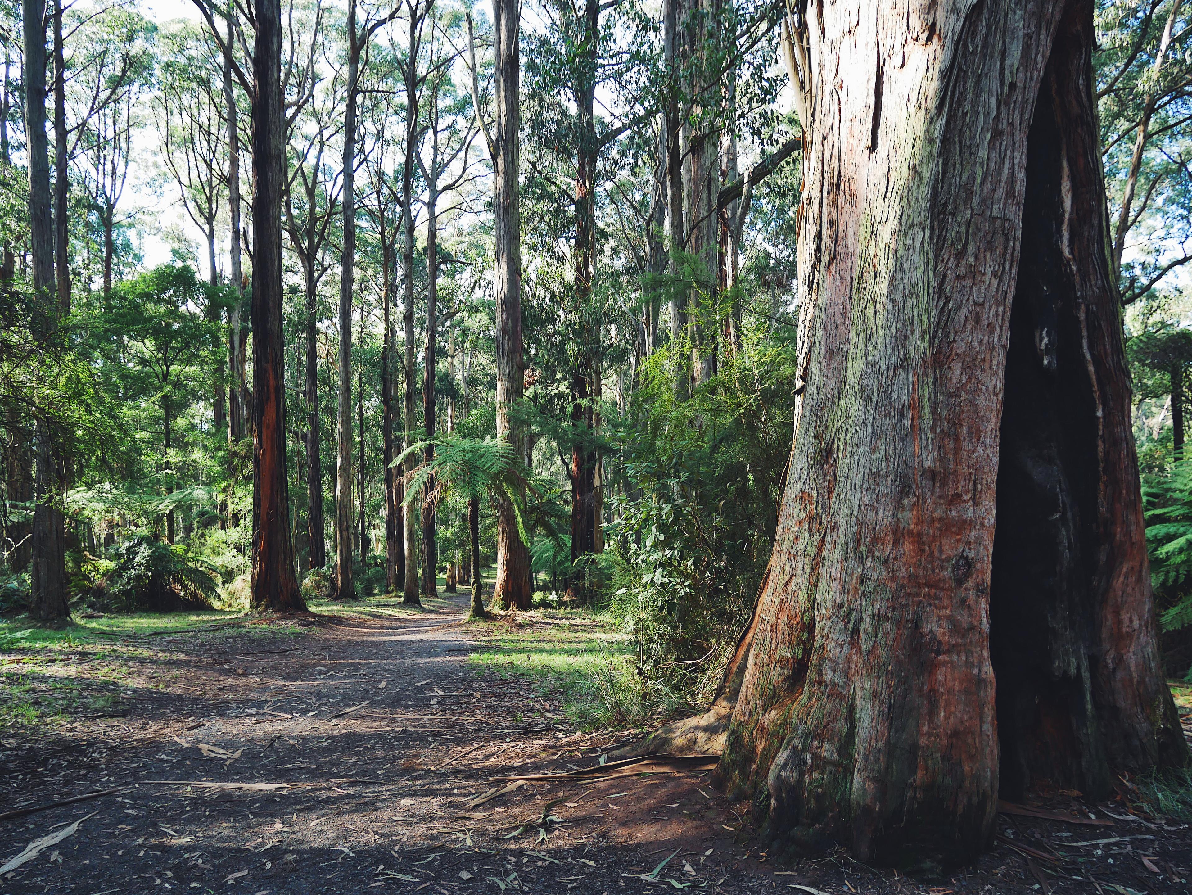 Dandenong ranges national park melbourne victoria