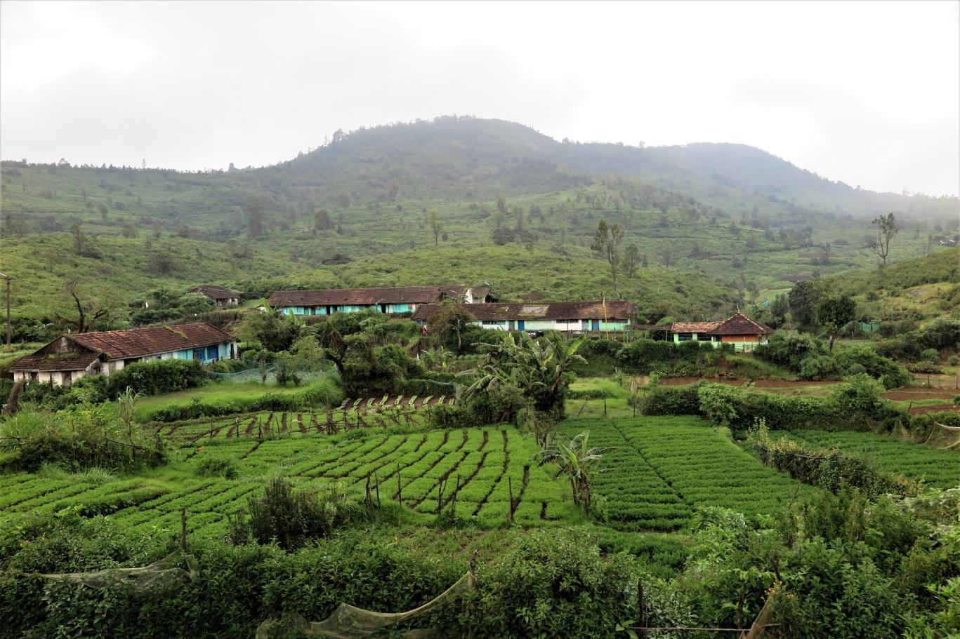 cultures maraichères et plantations de thé dans les Nilgiris