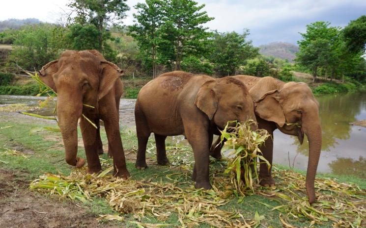 elephants-chiang-mai