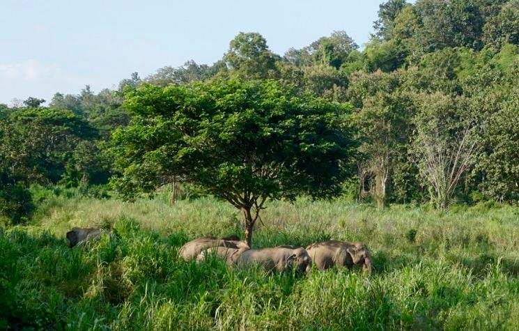 groupe d'éléphants dans la jungle